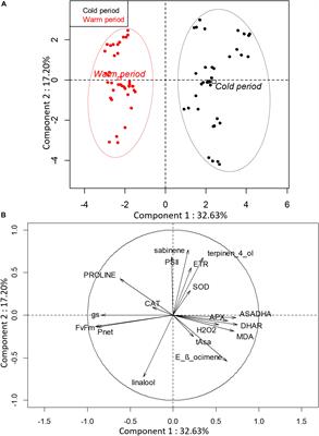 Triploid Citrus Genotypes Have a Better Tolerance to Natural Chilling Conditions of Photosynthetic Capacities and Specific Leaf Volatile Organic Compounds